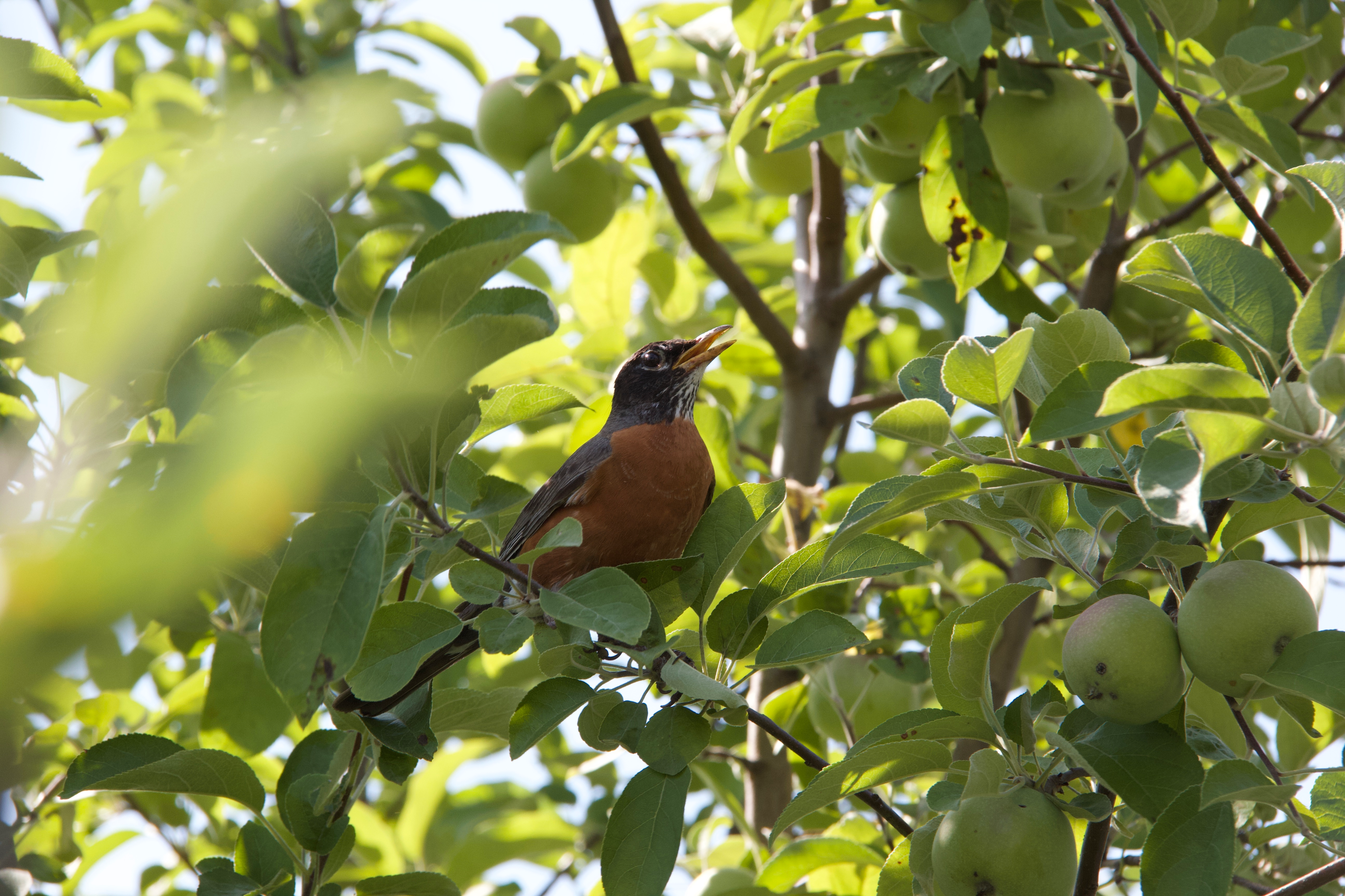 American Robin